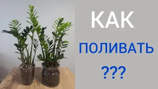 КАК ЧАСТО нужно поливать замиокулькас? ФАКТОРЫ влияющие на ПОЛИВ.