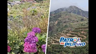 Northern Blossoms Flower Farm sa Benguet, in ‘full bloom’ hanggang Abril | Patrol ng Pilipino