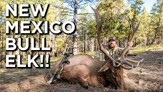 Beautiful New Mexico Bull Elk With A Bow!!