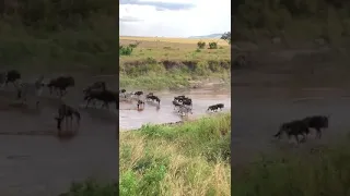 First crossing of the season with lots of wildebeest at the Sand River