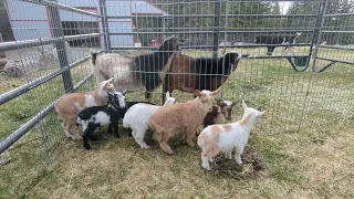 baby goats big pen