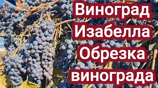 Виноград Изабелла. Способы обрезки.