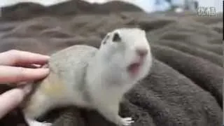 Best Funny Animal Videos Compilation 2013