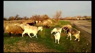 🙂Зачем коза🐐 в стаде овец🐏.