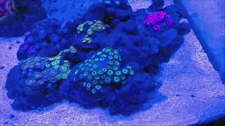 nano reef night time.