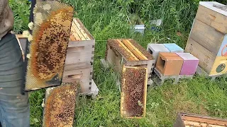 Drone laying queen fix without buying a queen #beekeeper #beekeeping #backyardbeekeeping