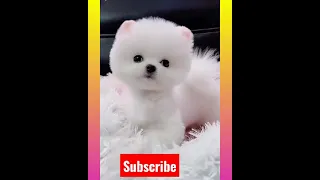 Tik Tok Chó Phõc Sóc Mini 😍 Funny and Cute Pomeranian #211