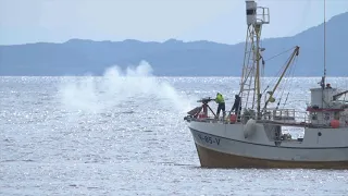 Whaling ship test fires its harpoon cannon