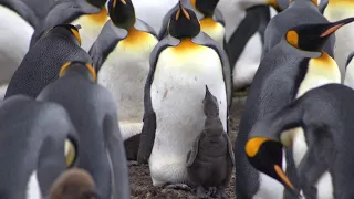 Penguins in the Falkland Islands 🇫🇰