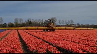 Spraying Tulip And Hyacinth Fields