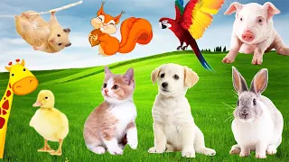 Animal Sounds: Hamster, Kitten, Puppy, Duckling, Giraffe, Monkey, Gorilla, Parrot, Pig, Cat, Dog...