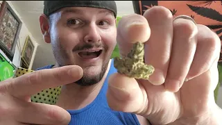 Deep Lime Alchemy Flower 3.5 g By District Cannabis my MD Medical Cannabis Reviews let's go