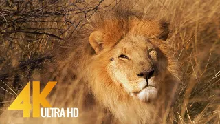Львы - Африканские дикие животные - 5 ЧАСОВ