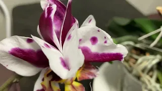 История одной орхидеи. Змей Горыныч Polka Dots 🥰