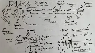 A Level Biology - NERVES and action potentials / nerve impulses