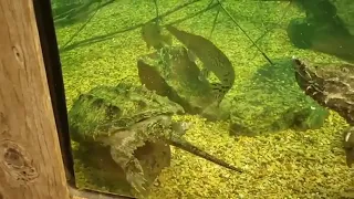 Alligator snapping turtle feeding