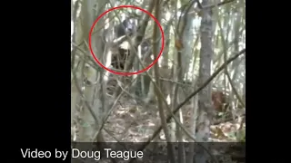 the Bigfoot Spotted In Hickory North Carolina video