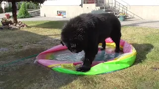 Newfoundland dog Lex thinks this pool is not good enough