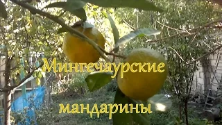 Mingechevir-Мингечаур      Мингечаурские мандарины