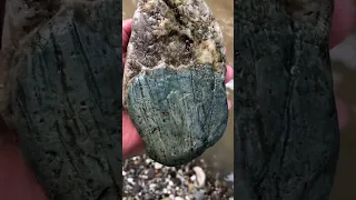 Amazing petrified wood