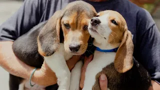 Pet Alliance of Greater Orlando helps rescued beagles find new homes