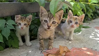 Adorable Timid Kittens that have never been out of their nests Before.