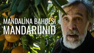Mandariinid (Tangerines) Film Özeti ve Yorumu | Mandalina Bahçesi (2013)