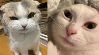 Try Not To Laugh 🤣 New Funny Cats Video 😹 -  Fails of the Week Part 18