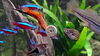 Tetra FunTips Tablets - Close up fish feeding