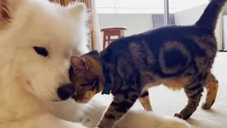 Samoyed dog Fell In Love With His Kitten Since The Moment They Met - Awesome Friendship!