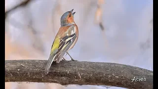 Весеннее пение Зяблика