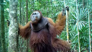 Confrontation of 2 large orangutan males