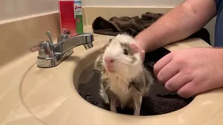 Guinea Pig Wheeks Loudly During Bath