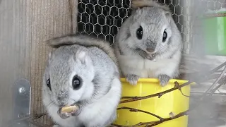 アニメのような愛くるしさ！エゾモモンガ 【旭山動物園】