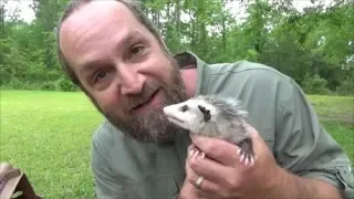raising baby possums part 1