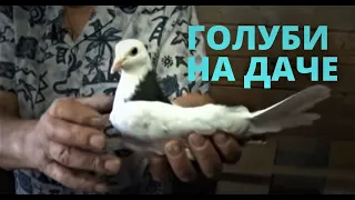 Как выращивать голубей на даче