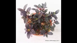 LUDISIA DISCOLOR -  описание и основы ухода