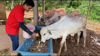 Preparando a Ração do nosso Confinamento de Bezerros Nelore