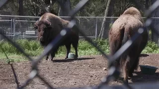 What's With The Bison at Golden Gate Park in San Francisco? | Bay Curious