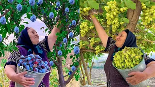 Harvested Fresh Grapes, Plums and Herbs! Making Jam, Cake and Food in the Village!