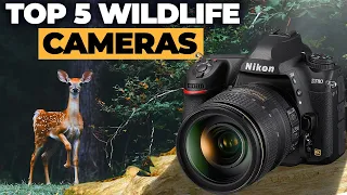 Top 5 Best Cameras For Wildlife Photography