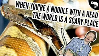 Why Don't I Get Bitten? 24 Tips For Reading Snakes & Avoiding Snake Bites