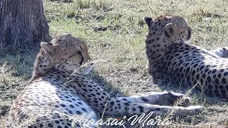African Safari 4K - Amazing Wildlife of African Savanna | Scenic Relaxation Film soundtrack