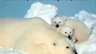 Polar Bear Video.wmv