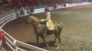 "Big Lick" Tennessee Walking Horse "Rears Up" And Dislodges Its Rider - Asheville, NC- Oct. 2016