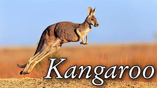 The Kangaroo is the World's Largest Hopping Animal. Amazing Facts About Kangaroos