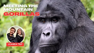 Gorilla Trekking in Uganda - is it worth it?