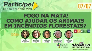 Participe! Fogo na mata! Como ajudar os animais em incêndios florestais?