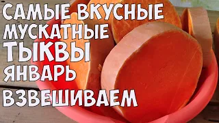 САМЫЕ УРОЖАЙНЫЕ МУСКАТНЫЕ СОРТА ТЫКВЫ!! ДОЛЕЖАЛИ ДО ЯНВАРЯ!!!РАЗРЕЗАЕМ!!!