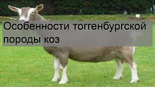 Особенности тоггенбургской породы коз